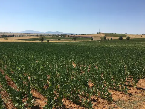 Eşme, Uşak saha ziyareti (Temmuz 2017) — patates