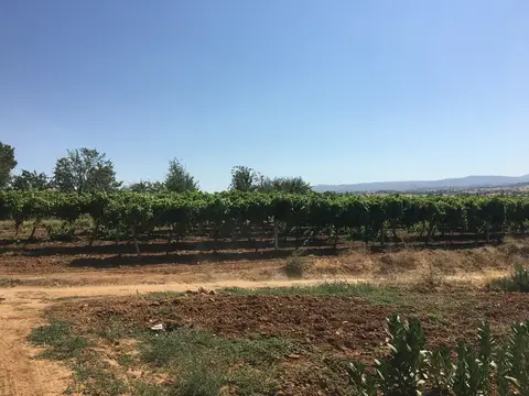 Eşme, Uşak saha ziyareti (Temmuz 2017) — patates
