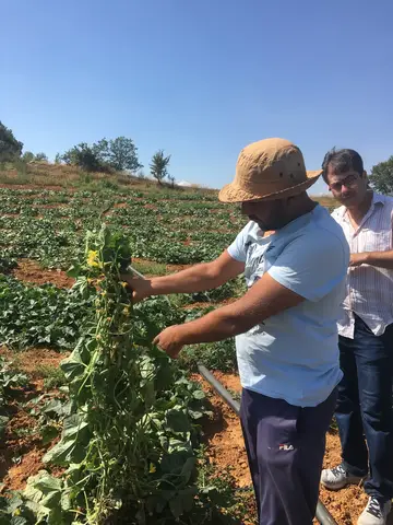 Eşme, Uşak saha ziyareti (Temmuz 2017) — patates