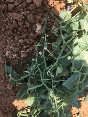 Eşme, Uşak saha ziyareti (Temmuz 2017) — patates