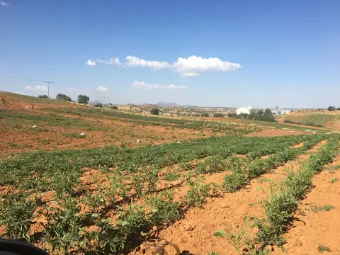 Eşme, Uşak saha ziyareti (Temmuz 2017) — patates