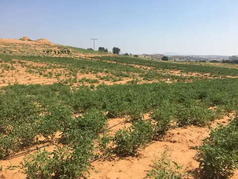 Uşak saha ziyareti (Ağustos 2017) — genel saha