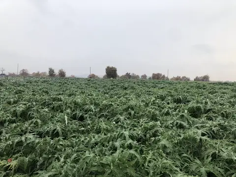 Uşak saha ziyareti (Aralık 2019) — genel saha