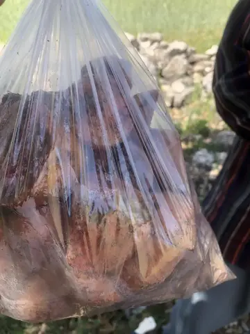 Uşak Merkez, Uşak saha ziyareti (Mayıs 2020) — patates