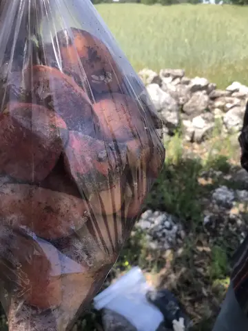 Uşak Merkez, Uşak saha ziyareti (Mayıs 2020) — patates