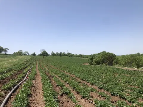 Uşak Merkez, Uşak saha ziyareti (Mayıs 2020) — patates