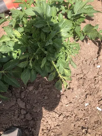 Uşak Merkez, Uşak saha ziyareti (Mayıs 2020) — patates