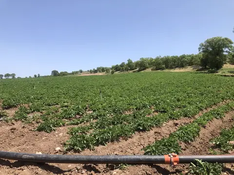 Uşak Merkez, Uşak saha ziyareti (Mayıs 2020) — patates