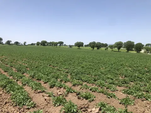 Uşak Merkez, Uşak saha ziyareti (Mayıs 2020) — patates