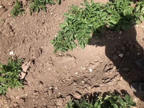 Uşak Merkez, Uşak saha ziyareti (Mayıs 2020) — patates