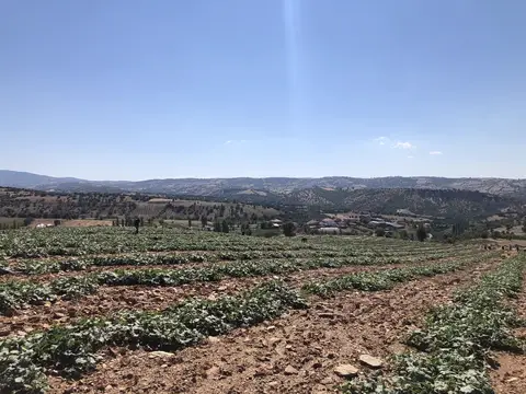 Uşak saha ziyareti (Temmuz 2020) — kabak
