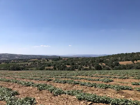 Uşak saha ziyareti (Temmuz 2020) — kabak