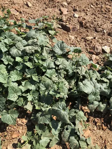 Uşak saha ziyareti (Temmuz 2020) — kabak