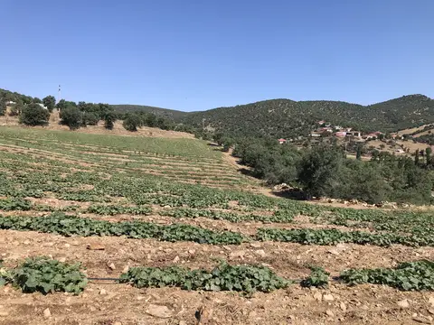 Uşak saha ziyareti (Temmuz 2020) — kabak