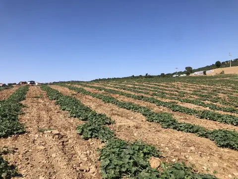 Uşak saha ziyareti (Temmuz 2020) — kabak