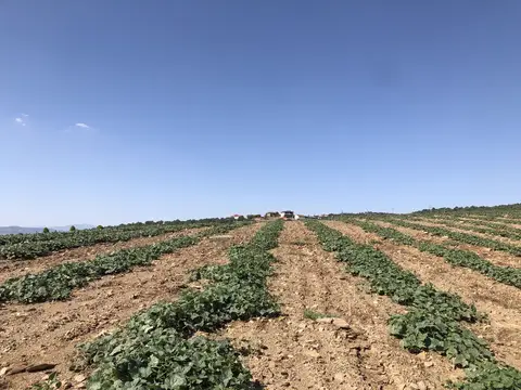 Uşak saha ziyareti (Temmuz 2020) — kabak
