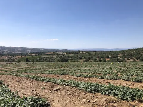 Uşak saha ziyareti (Temmuz 2020) — kabak
