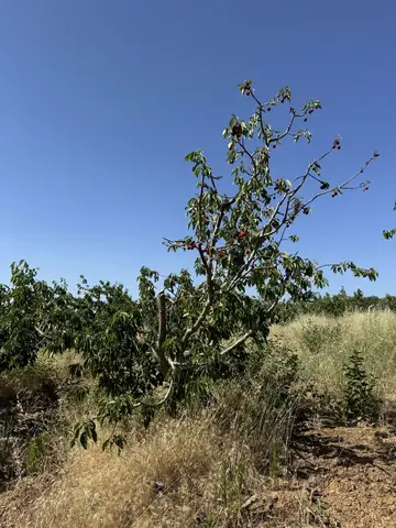 Eşme, Uşak saha ziyareti (Haziran 2024) — şeftali