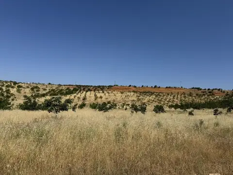 Eşme, Uşak saha ziyareti (Haziran 2024) — şeftali