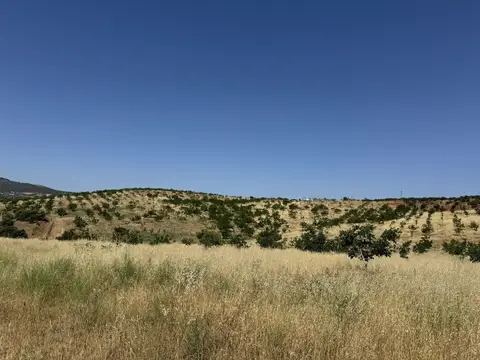 Eşme, Uşak saha ziyareti (Haziran 2024) — şeftali