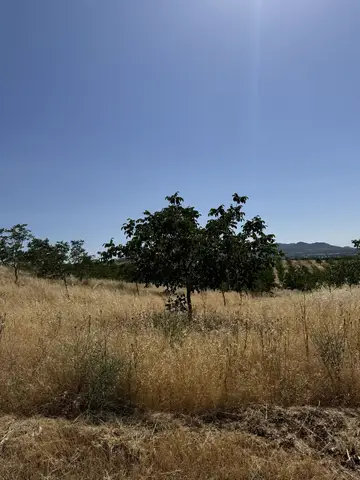 Eşme, Uşak saha ziyareti (Haziran 2024) — şeftali