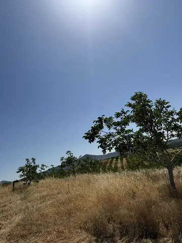 Eşme, Uşak saha ziyareti (Haziran 2024) — şeftali